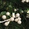 Pearl White Holly Berry Stem Picks: Set of 24, 17-Inch by Floral Home&#xAE;
